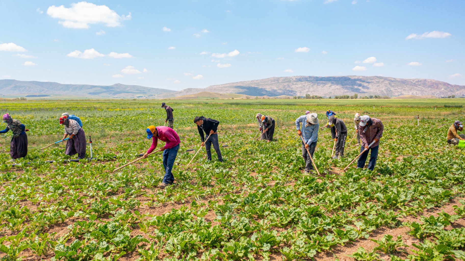 Weeding Job RHIC by AgriPass - AI Robotic Weeding for Regenerative Farming